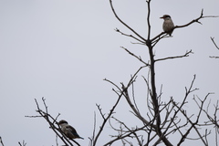 Halcyon chelicuti chelicuti