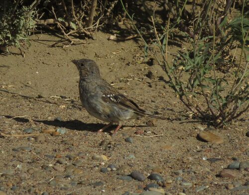 Mourning Sierra-finch