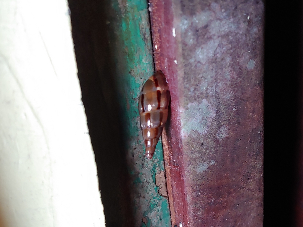 Vagavarix portoricensis