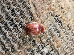 Scymnus subvillosus
