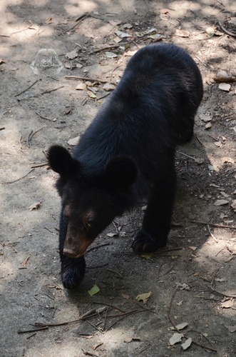 Indochinese Black Bear
