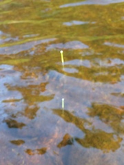 Eriocaulon aquaticum