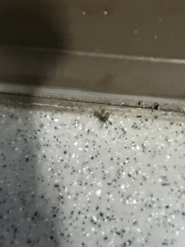 Unknown species found near West Chester University, West Chester, PA, US