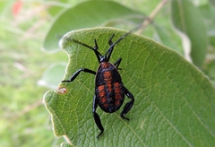Petascelis remipes