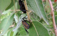 Petascelis remipes