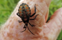 Petascelis remipes