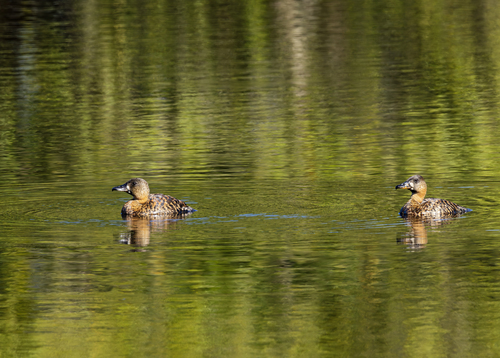 iNaturalist: (c) Gavin Falck, some rights reserved (CC BY-NC), uploaded by Gavin Falck iNaturalist image