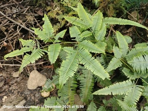 Dicranopteris subpectinata observed 2025-12-11