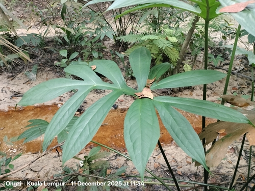 Spiny Lasia (Lasia spinosa)