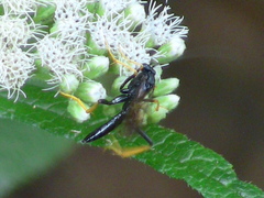 Exetastes suaveolens