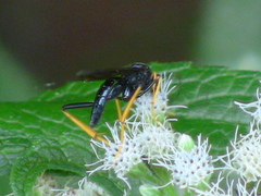 Exetastes suaveolens