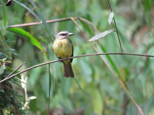 Golden-crowned Flycatcher (Myiodynastes chrysocephalus)