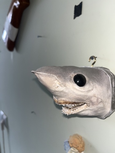 Hooktooth shark (Chaenogaleus macrostoma) — Hemigaleidae — 5