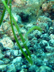 Acentronura breviperula