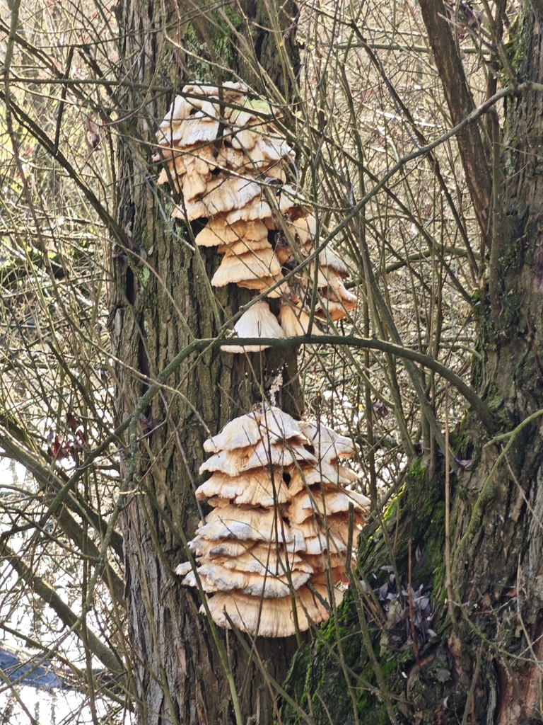 Laetiporus sulphureus · December 2025 · photo: © fxj0928 (iNaturalist, cc0)