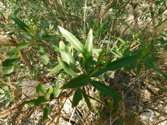 Baccharis salicifolia
