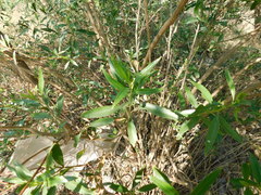 Baccharis salicifolia