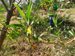Baccharis salicifolia