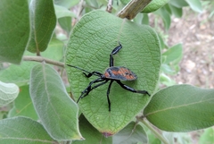 Petascelis remipes