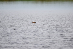 Nettapus auritus