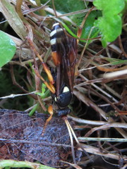 Ichneumon ambulatorius