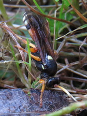 Ichneumon ambulatorius