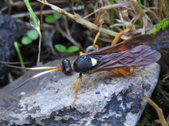 Ichneumon ambulatorius