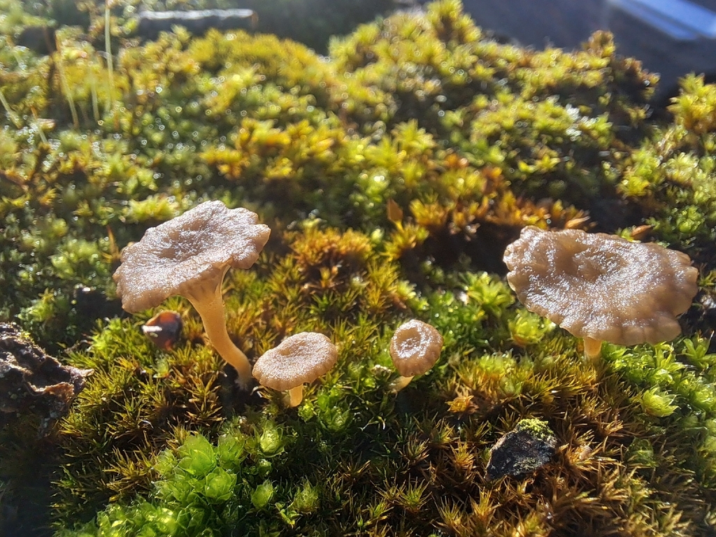 Arrhenia rickenii · December 2025 · photo: © amselie (iNaturalist, cc-by-nc)