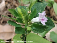Ruellia repens, photograph (c) Ong Jyh Seng, some rights reserved (CC BY)