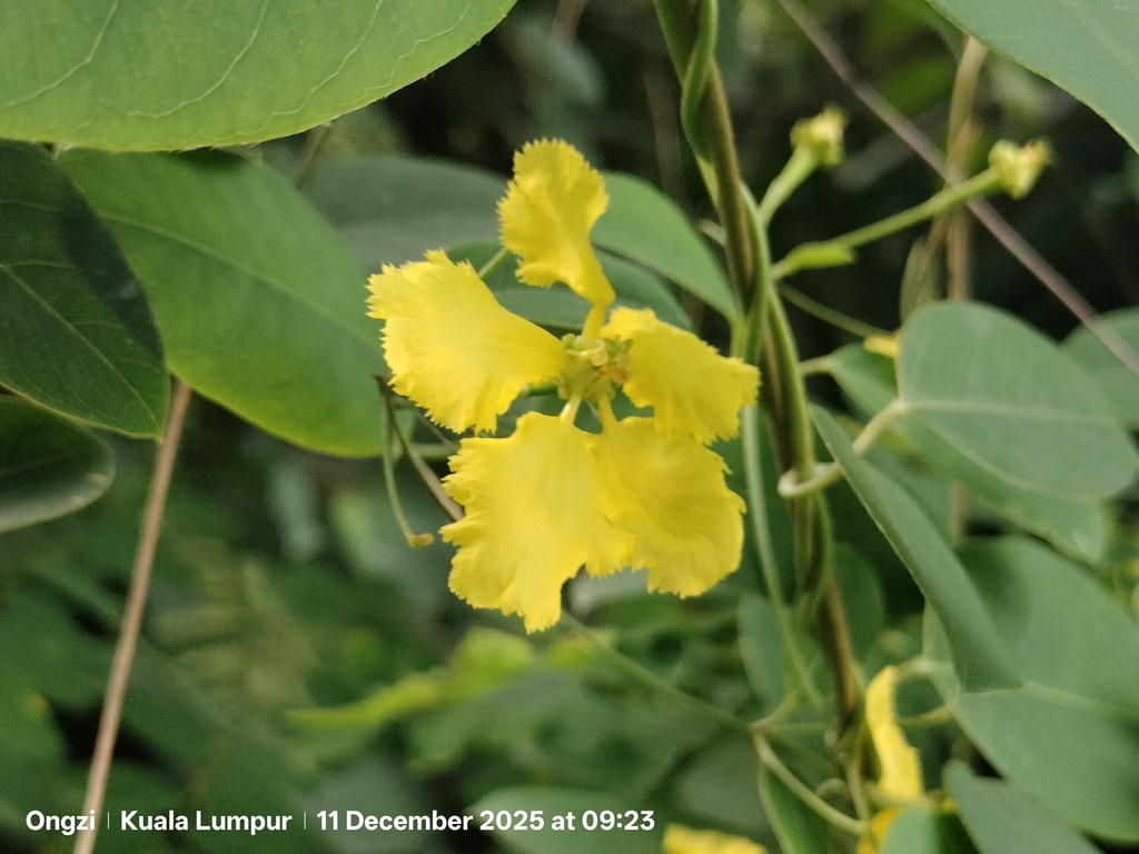 Callaeum macropterum, Kuala Lumpur, Kuala Lumpur, Malaysia