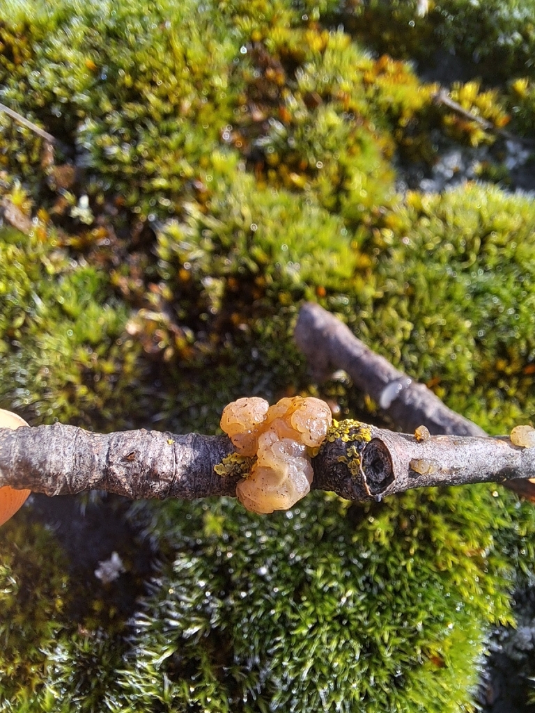 Myxarium nucleatum · December 2025 · photo: © amselie (iNaturalist, cc-by-nc)