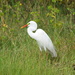 Yellow-billed Egret - Photo (c) Ryne Rutherford, some rights reserved (CC BY-NC), uploaded by Ryne Rutherford