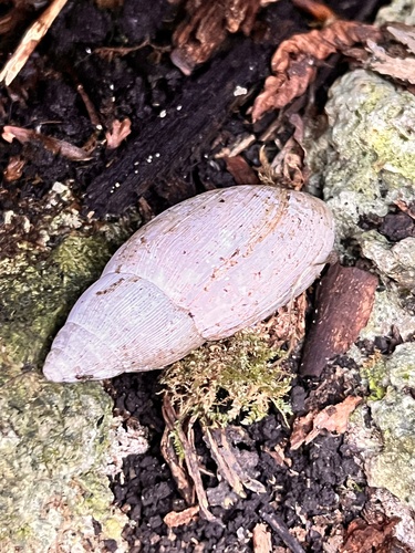 Euglandina rosea