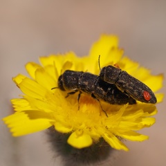 Acmaeoderella adspersula