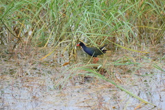 Porphyrio alleni