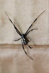 Latrodectus hesperus