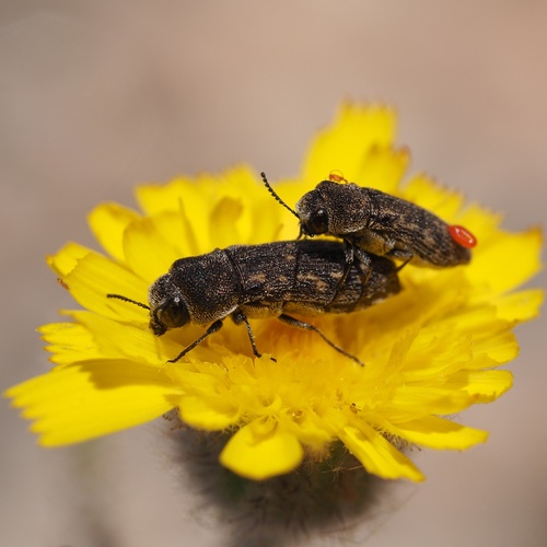 Representative image of Acmaeoderella adspersula