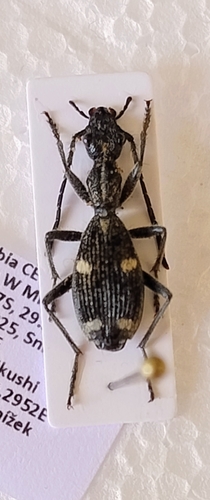 Eccoptoptera mutilloides