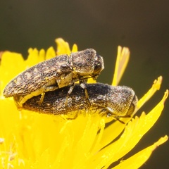 Acmaeoderella adspersula