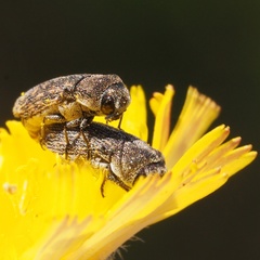 Acmaeoderella adspersula