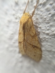 Lophocampa annulosa