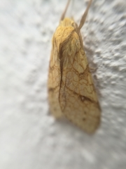 Lophocampa annulosa