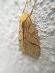 Lophocampa annulosa