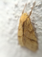 Lophocampa annulosa