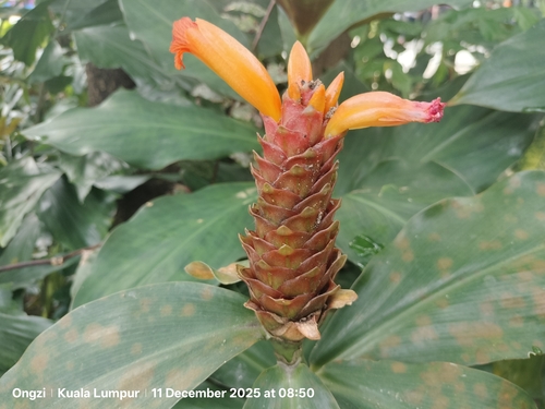 Orange tulip ginger (Costus curvibracteatus)