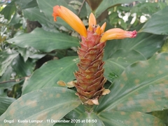Costus curvibracteatus