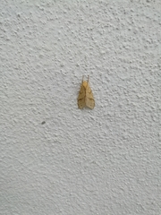 Lophocampa annulosa