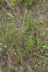 Aletris obovata