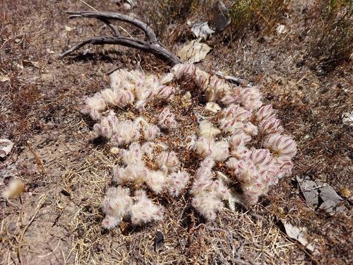 Ptilotus declinatus, 2025-12-10