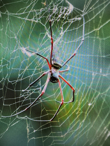 Nephila constricta
